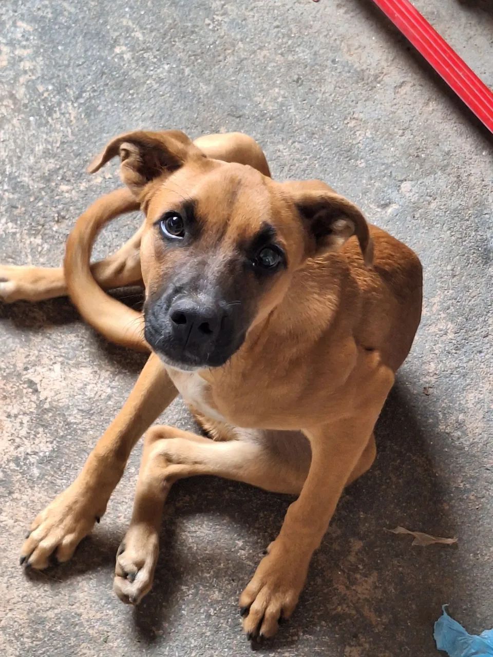 Cachorrinha para doação  - Foto 2