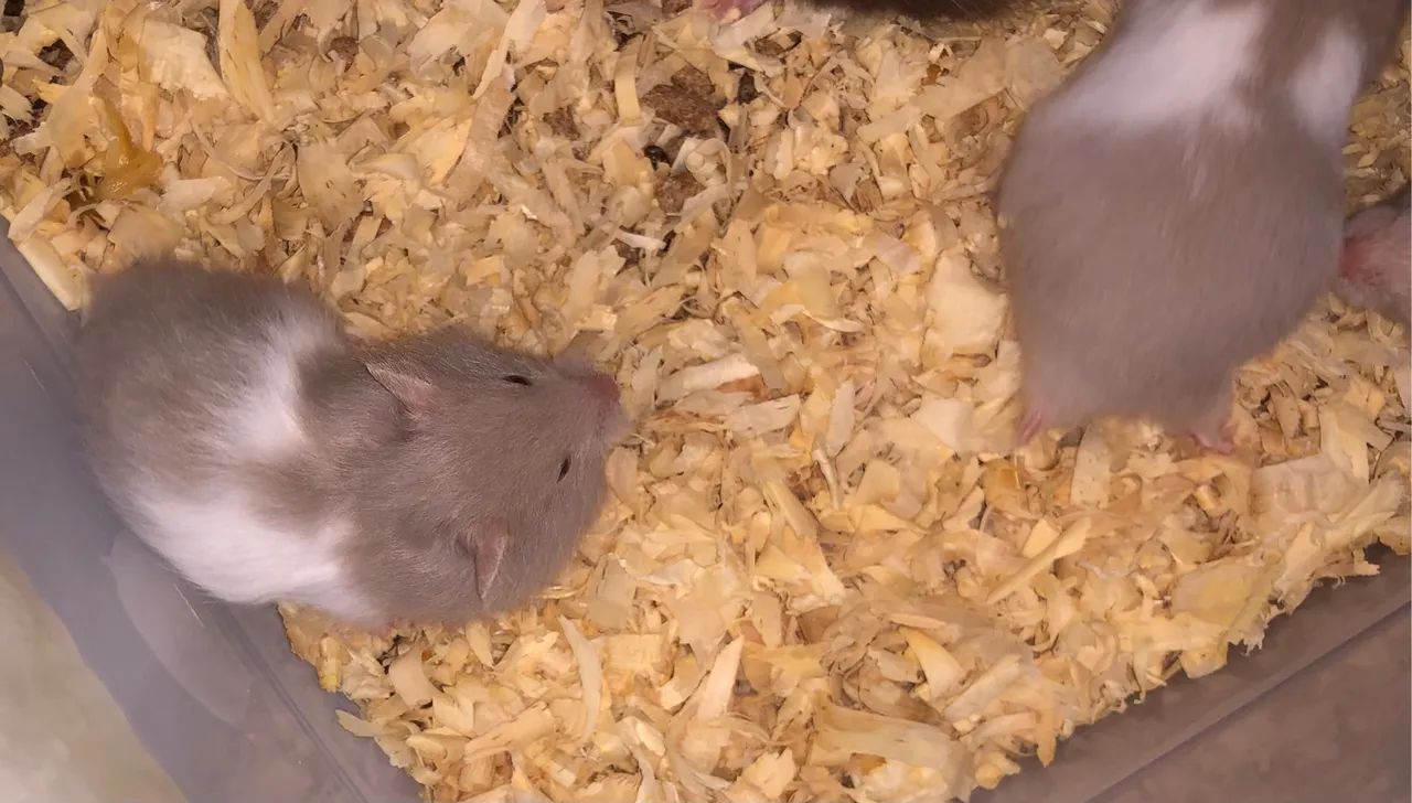 Hamster sírio ( fazemos entrega) - Foto 3