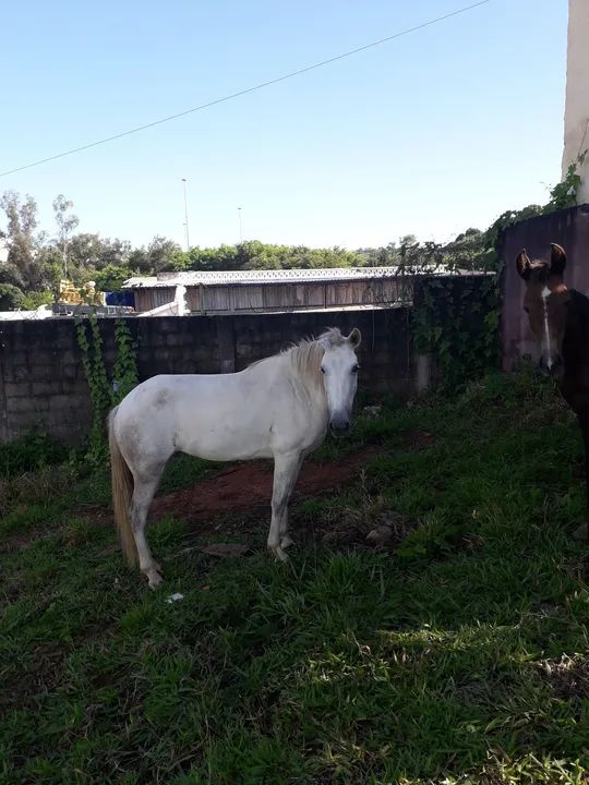 Égua Branca & Cavalo dóceis e mansos  - Foto 4