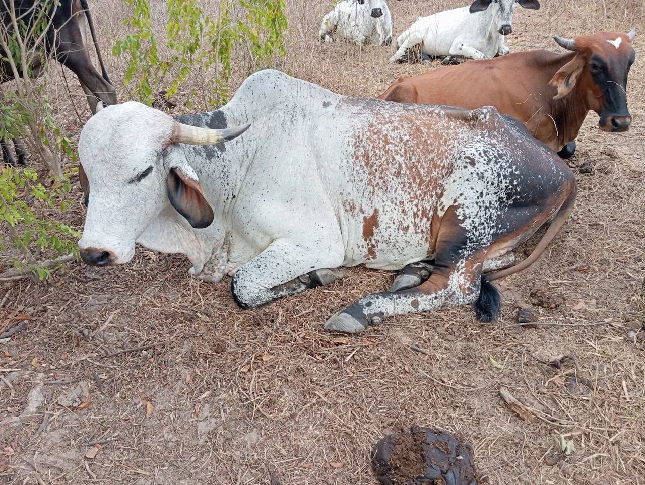 Novilhas, vacas e boi