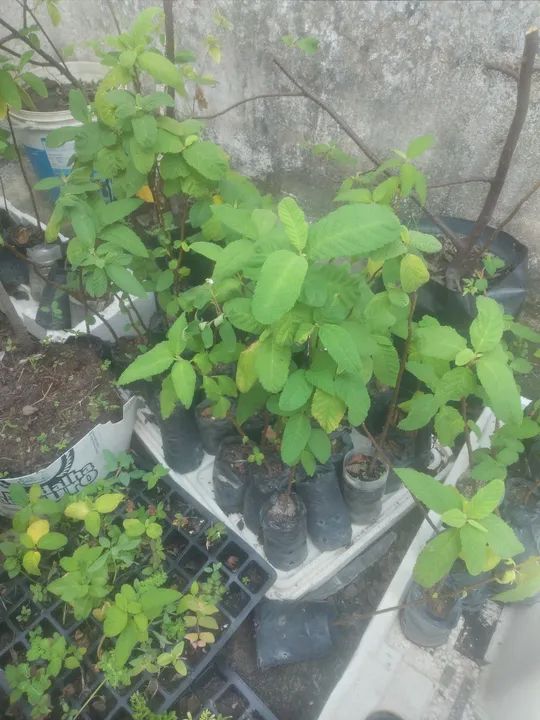 Mudas de erva baleeira e outras - Foto 2