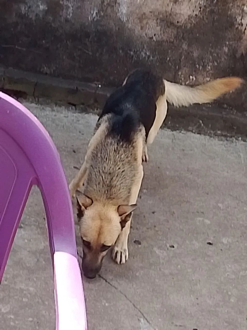 Vende cachorro pastor alemão 2 anos  - Foto 4