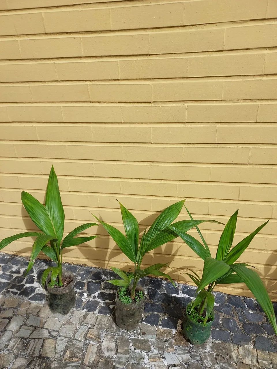 Mudas de coqueiro canadense 