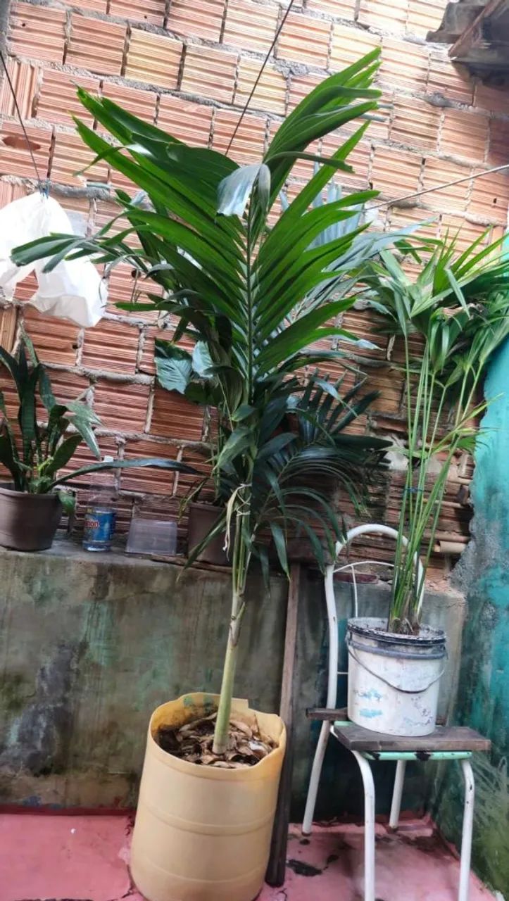 Palmeiras ? 64299777400065124