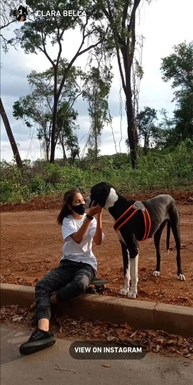Dogue Alemão fêmea - Foto 2