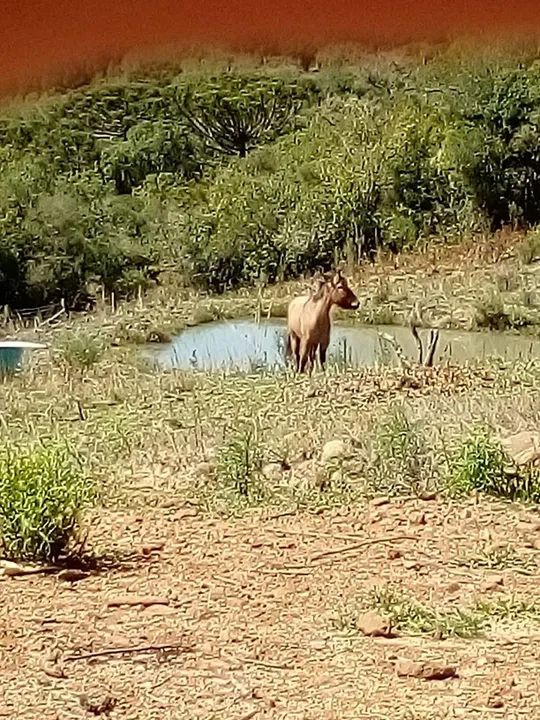 Cavalo top pro laço - barato! - Foto 3