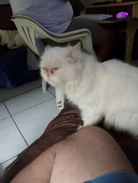 Lindo casal de gato persa