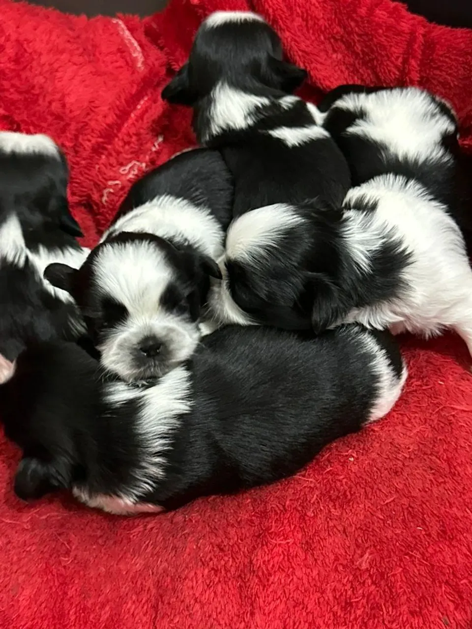 Filhotes de Shih Tzu mini machos