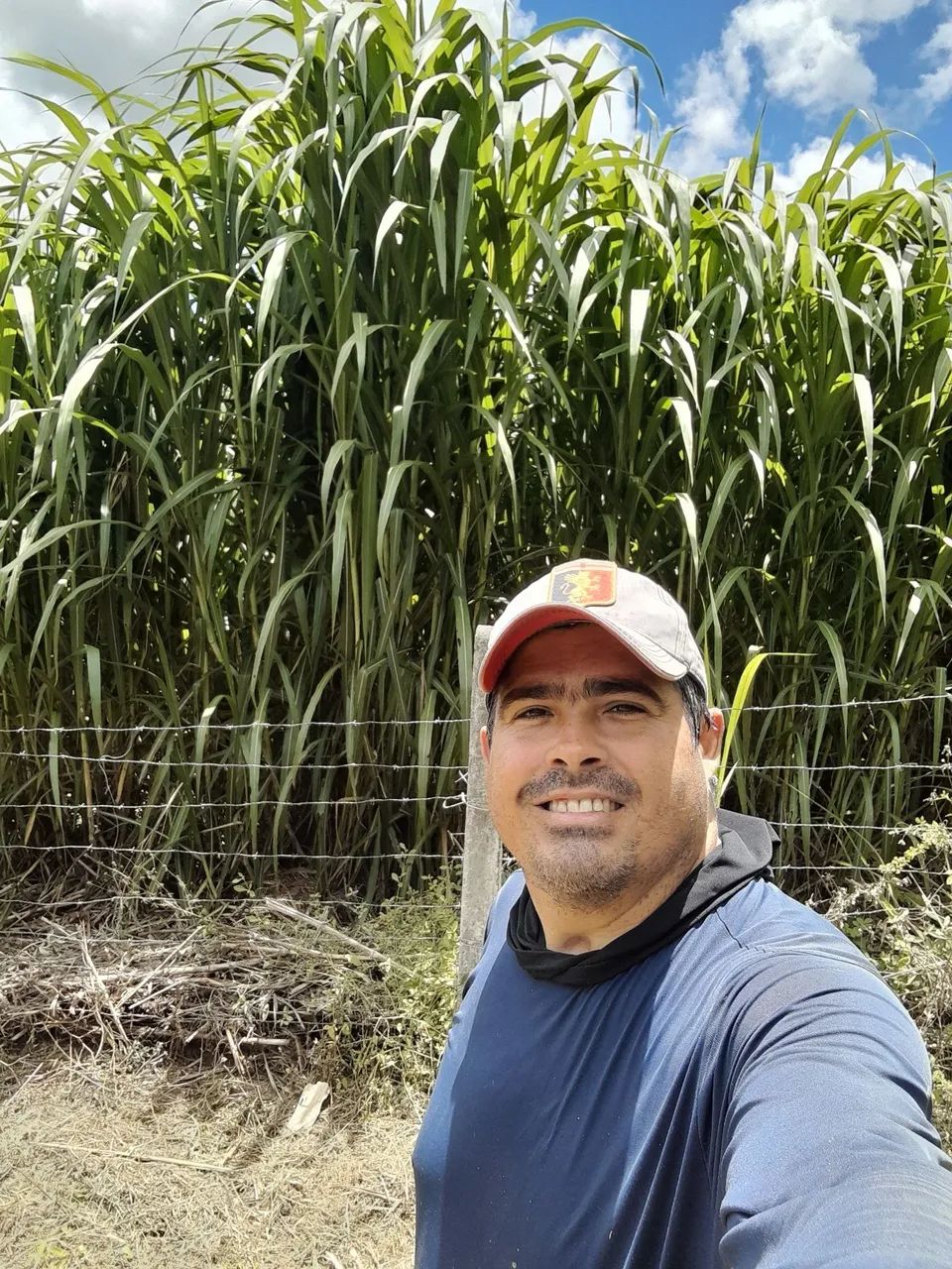 APROVEITE AS CHUVAS E FORME SUA CAPINEIRA DO BRS KURUMI E CAPIAÇU E SORRIA NO VERAO
