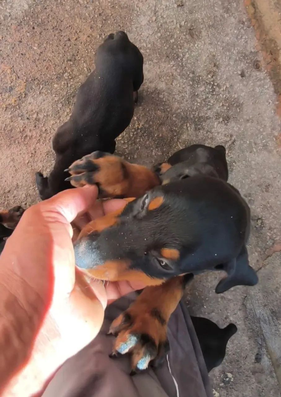 Filhotes de Doberman com 42 dias de vida pães no local  - Foto 2
