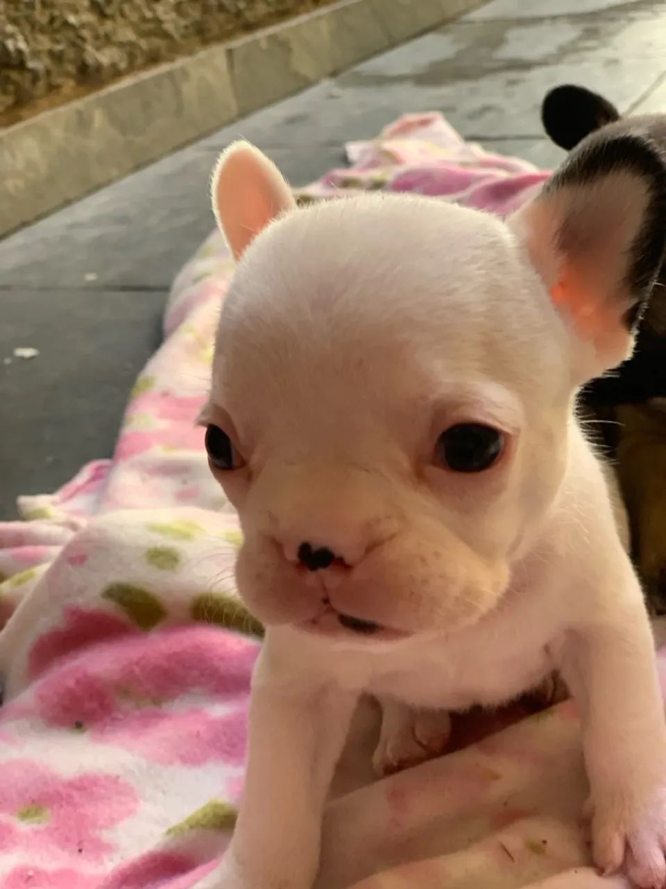 Filhote de Bulldog Francês
