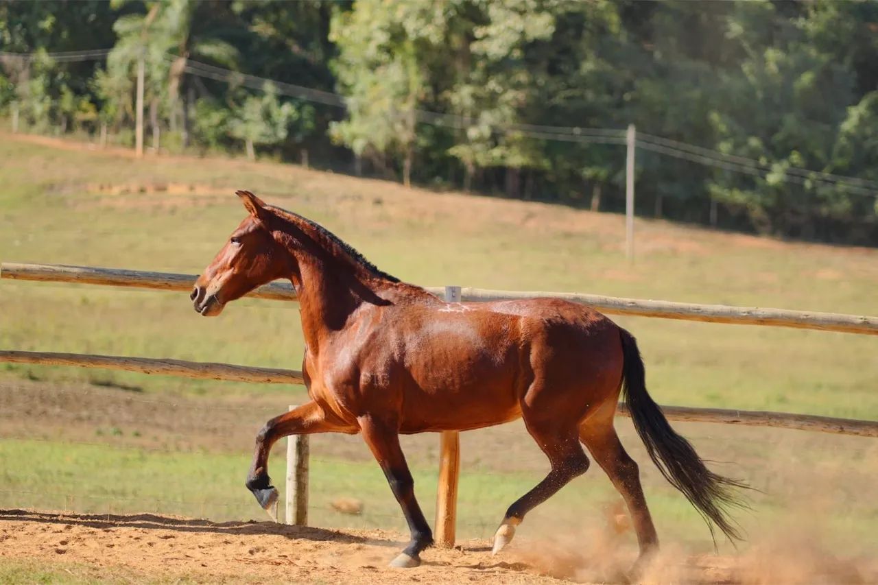 Égua Mangalarga Marchador