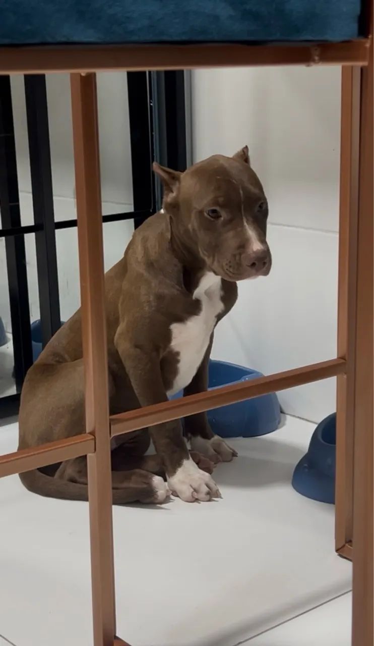 Pitmonster  - Foto 3