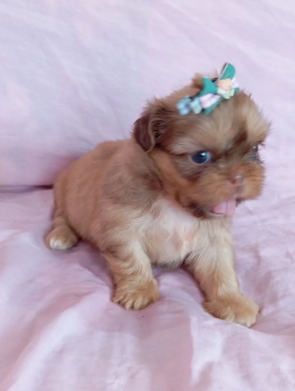 Filhote Shih Tzu fêmea - Linda e Charmosa!