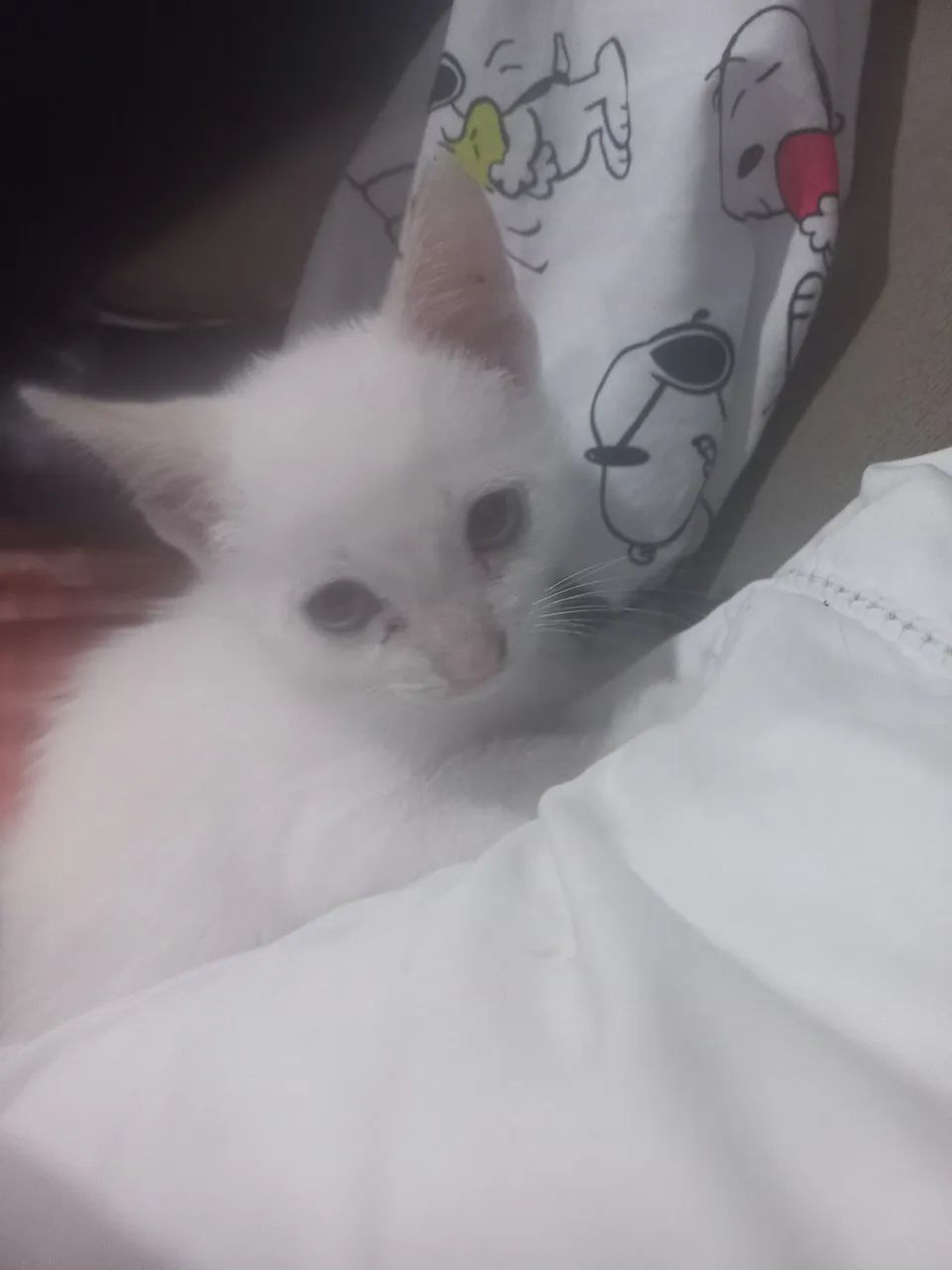 Gatinho Branco Fofo para Adoção