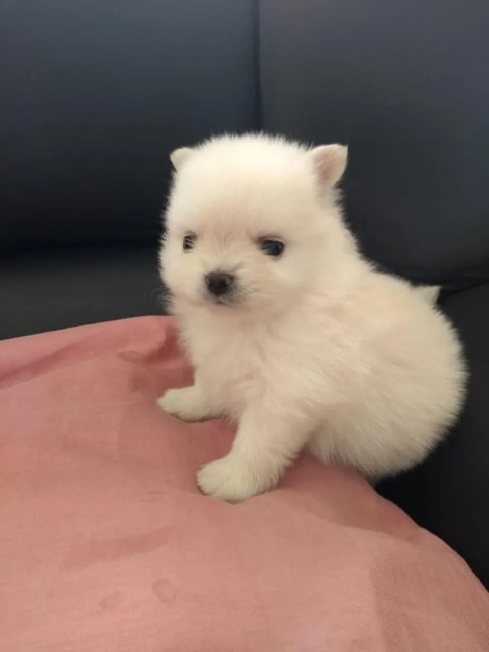 Filhote de Spitz Alemão - Busque seu dog hoje mesmo na loja