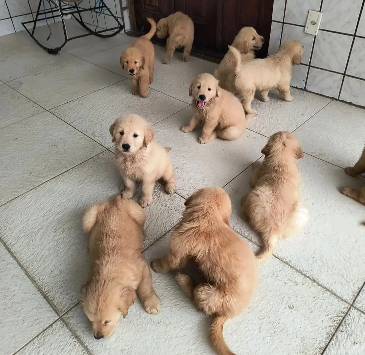Golden Retriever - Lindos e Brincalhões c desconto especial..avista