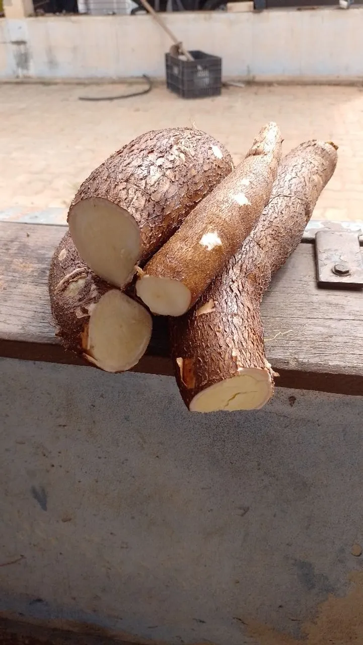 Mandioca Amarela