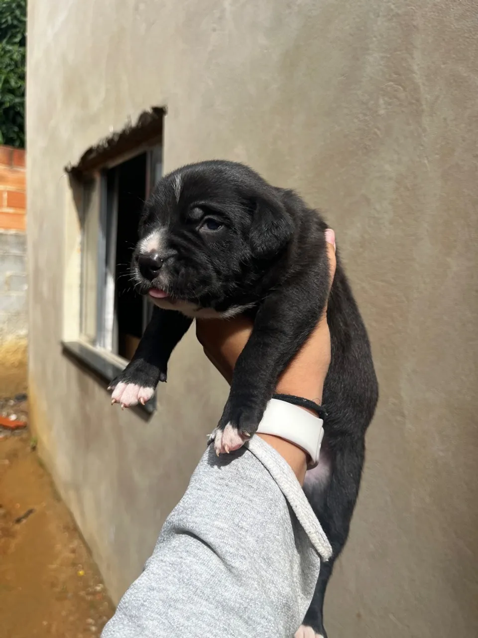 Filhote de American Bully pra sair logo!
