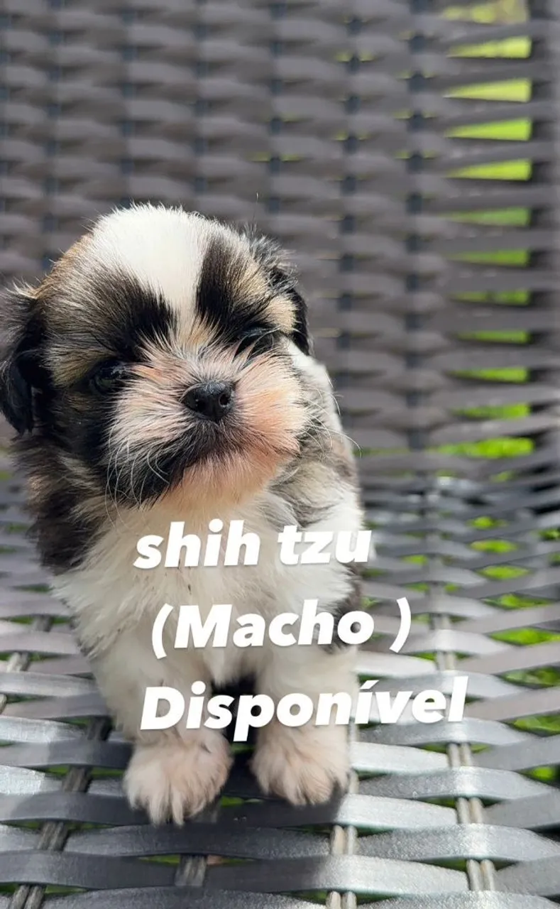 Filhote Shih Tzu Macho Disponível