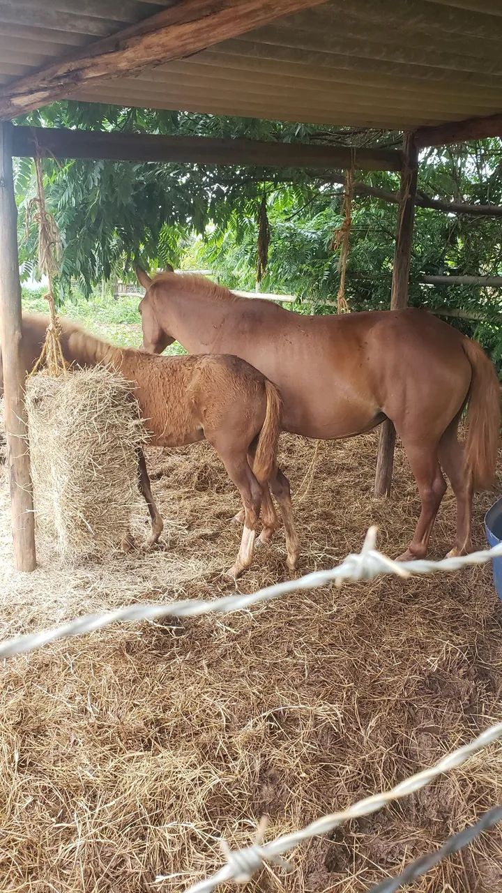 Vende-se cavalos - Foto 6