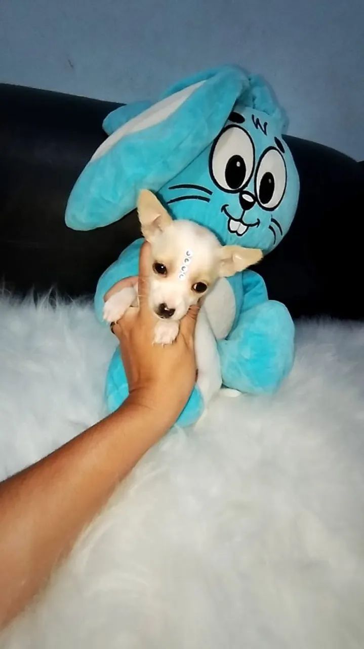  Filhotes de Pinscher macho e fêmea  - Foto 4