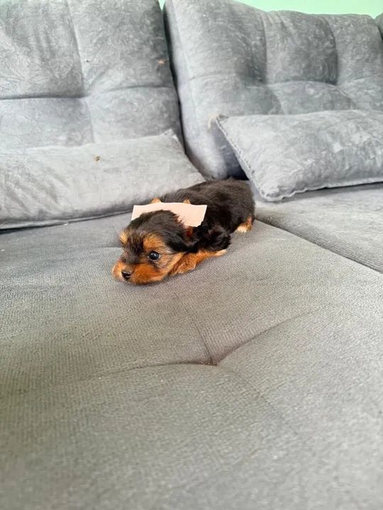 Yorkshire Terrier filhote
