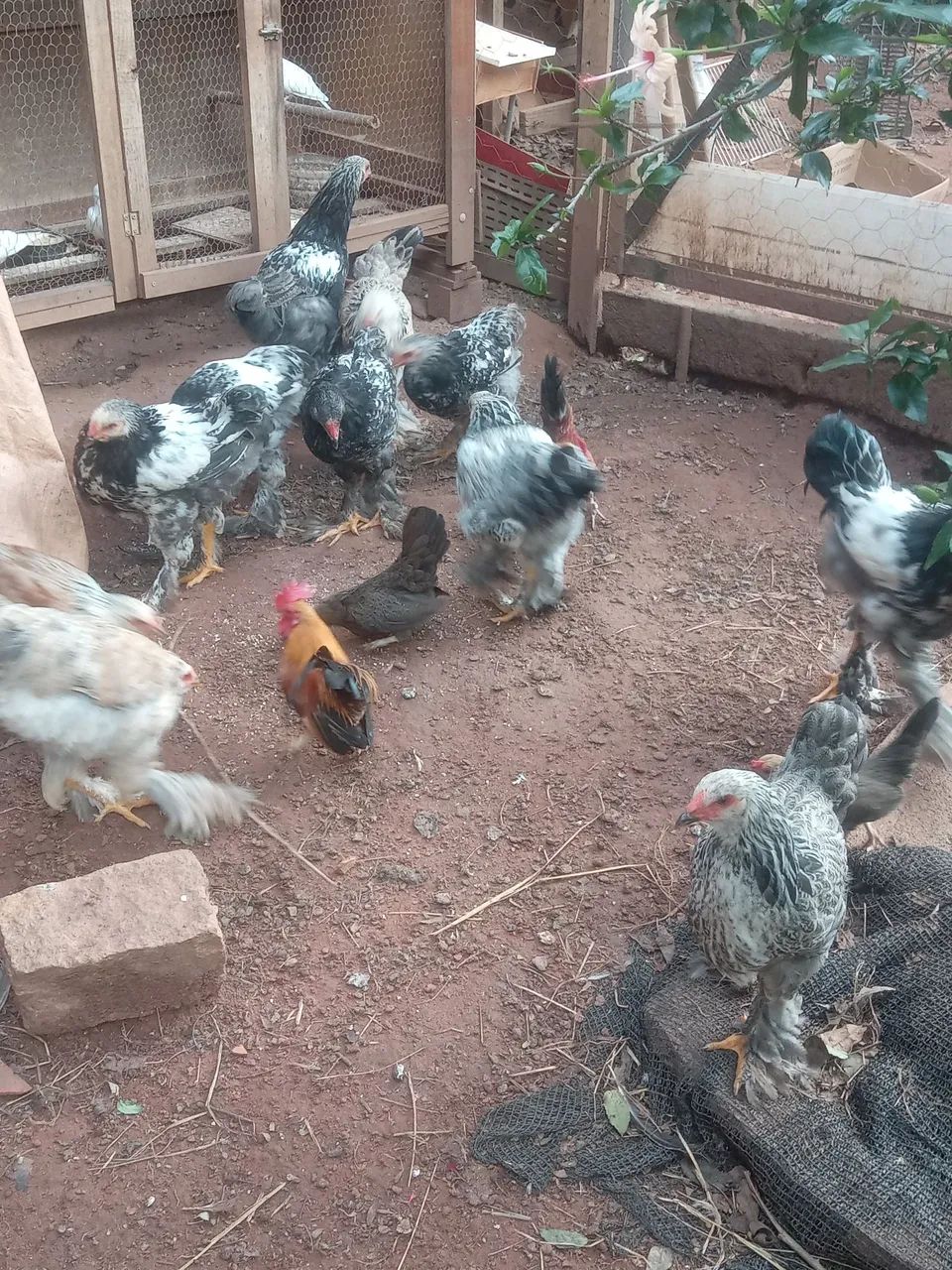 Frangos Brahma - Foto 2