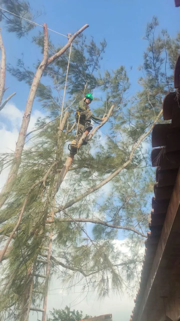 Poda de árvores limpeza e remoção dos resíduos  - Foto 4
