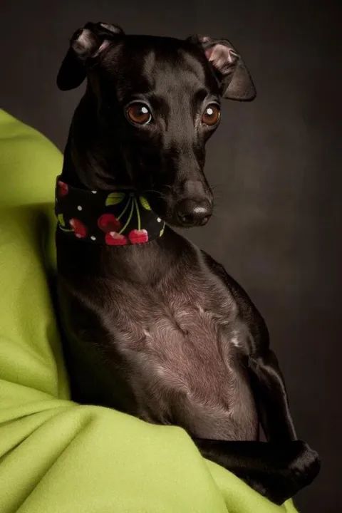 Galgo Italiano Filhotes Fofos na Cor Preto - Foto 3