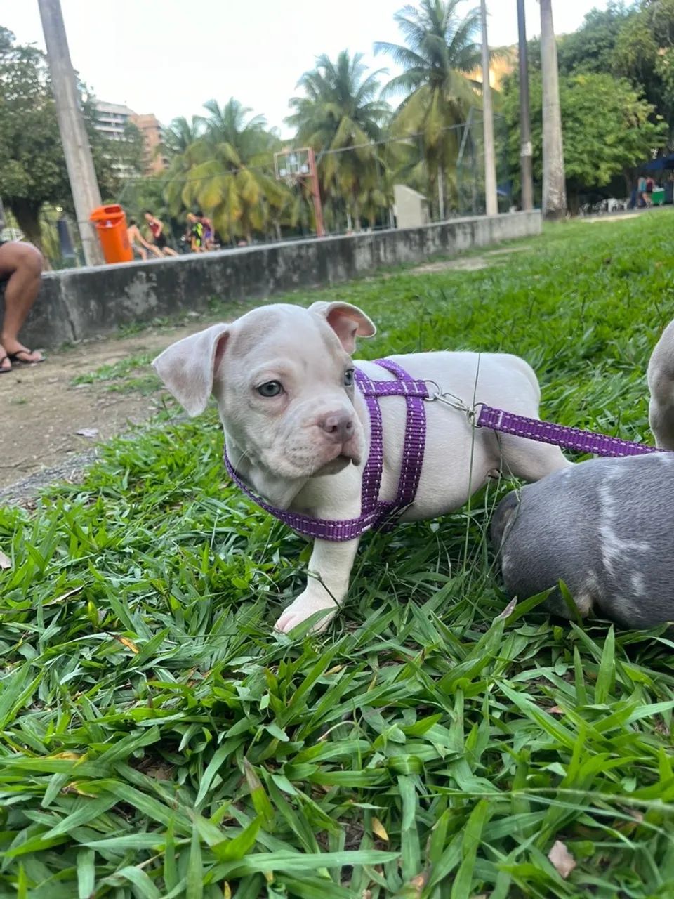 Super promoção/ canil registrado / american bully a partir de 1999 - Foto 4