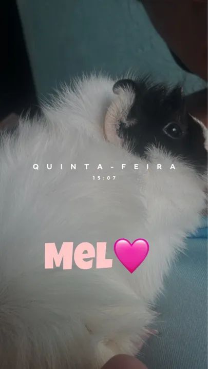 Porquinho da índia  - Foto 2