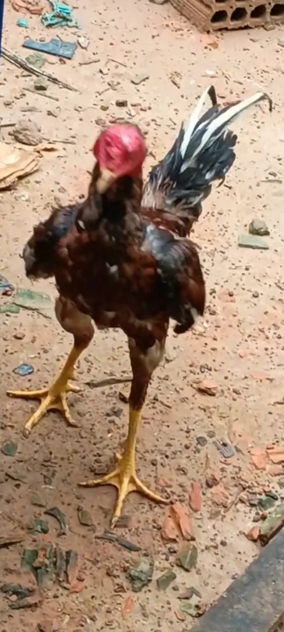 Frango indiano