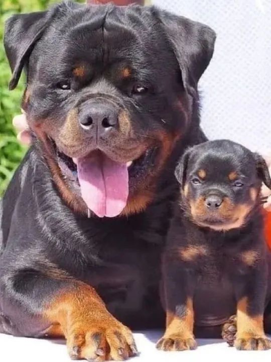Cachorro Rottweiler Saudável, Macho Ou Fêmea - Cachorros - Santo Amaro ...