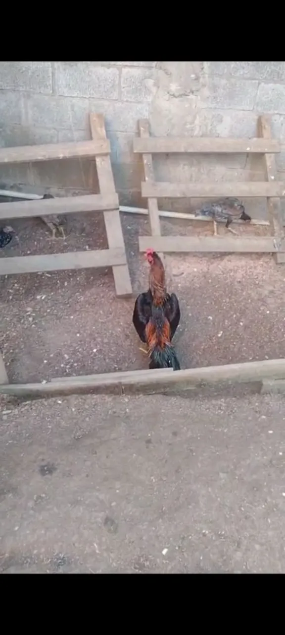Galo de Raça