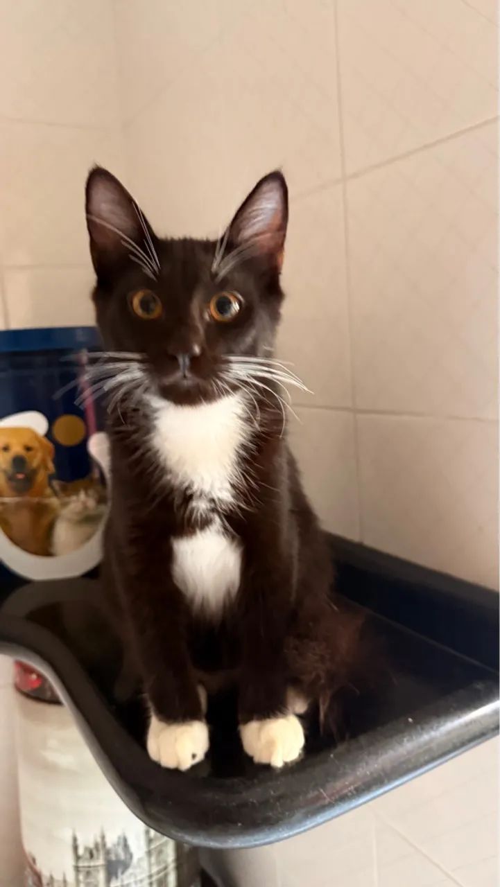 Gatinho para adoção - Foto 3