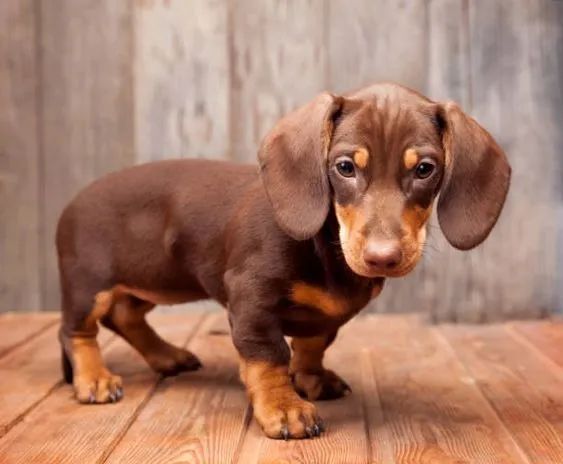 Basset Teckel Disponível 