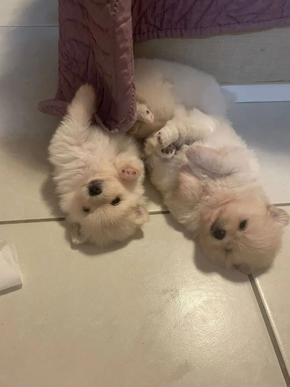 Lulu da Pomerânia Fêmea com pedigree.  Ainda disponível 1 fêmea - Foto 4