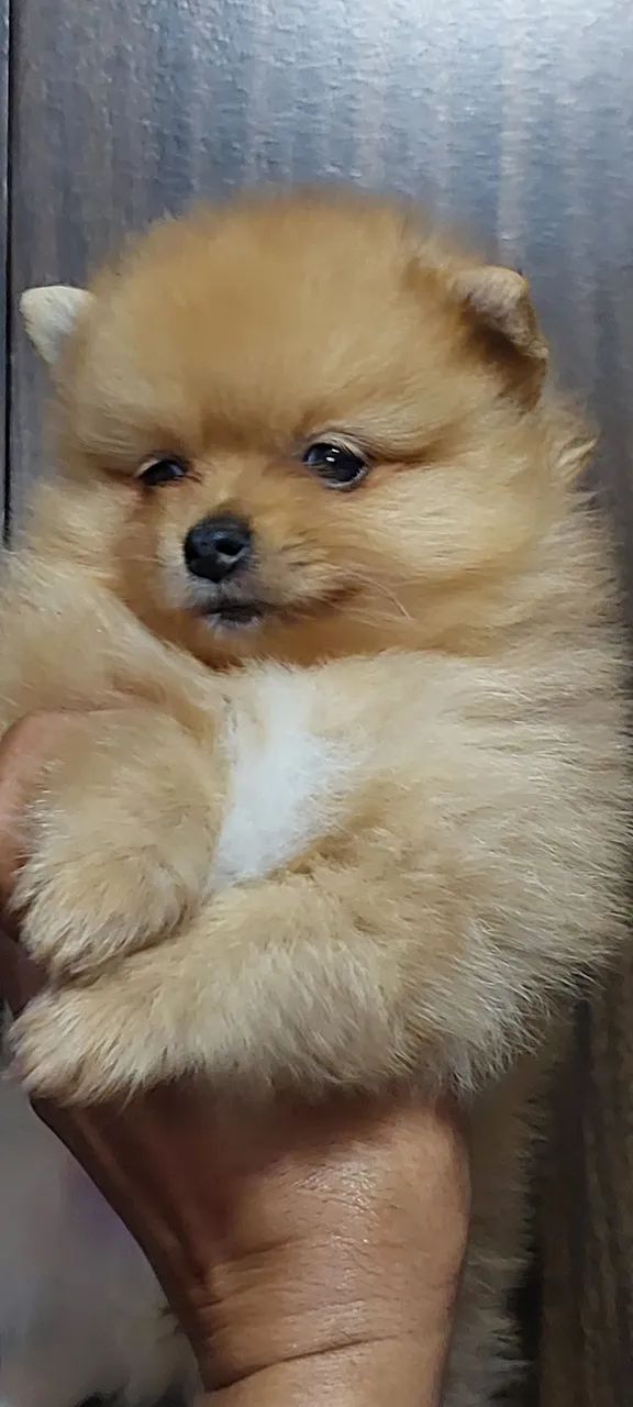 Filhote de Spitz Alemão - Uma bolinha de fofura! - Foto 5