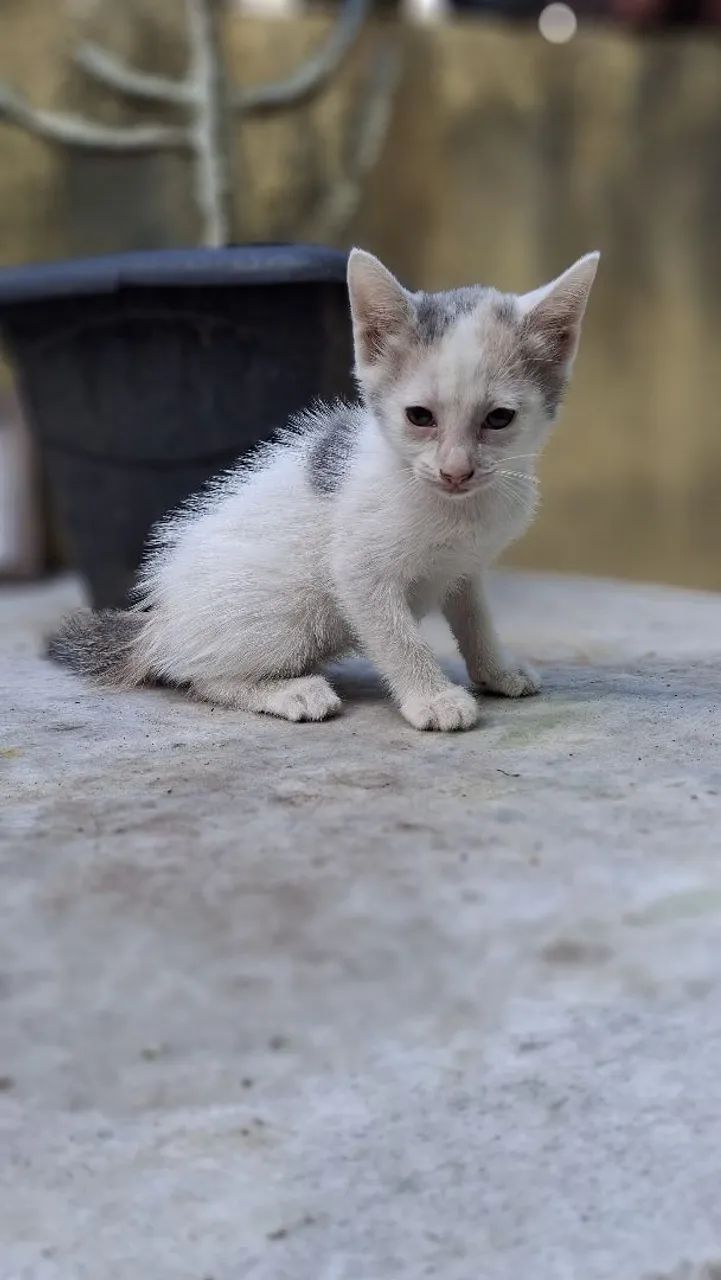 Gatinha para doação 64298692522370125