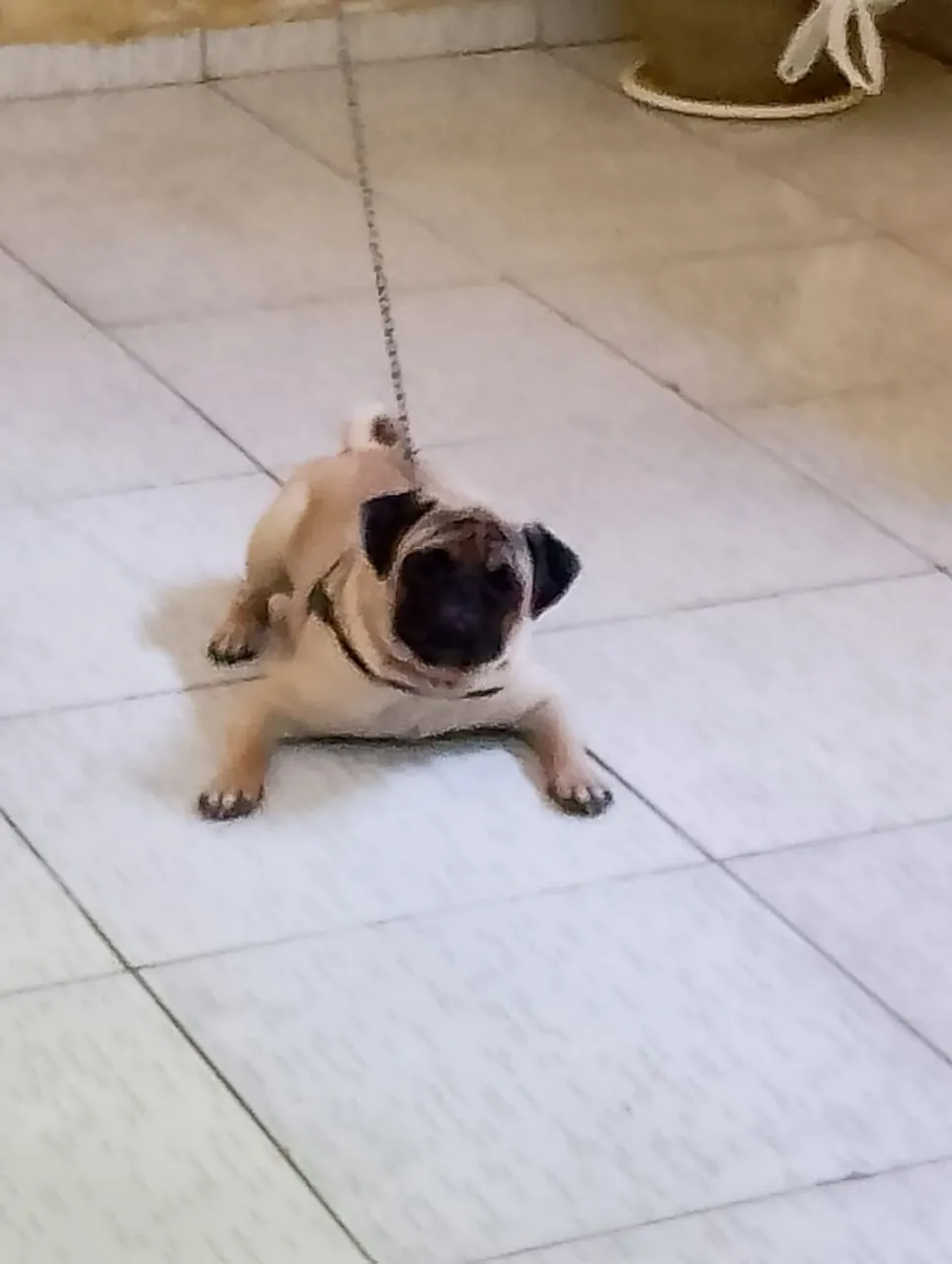 Pug adulto disponivel para cruza