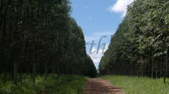 Fazenda com 242 Hectares de Pinus à Venda em Guaratinguetá-SP