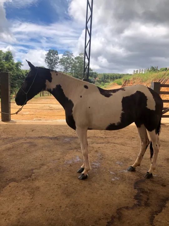 Égua mangalarga marcha de centro - Foto 4