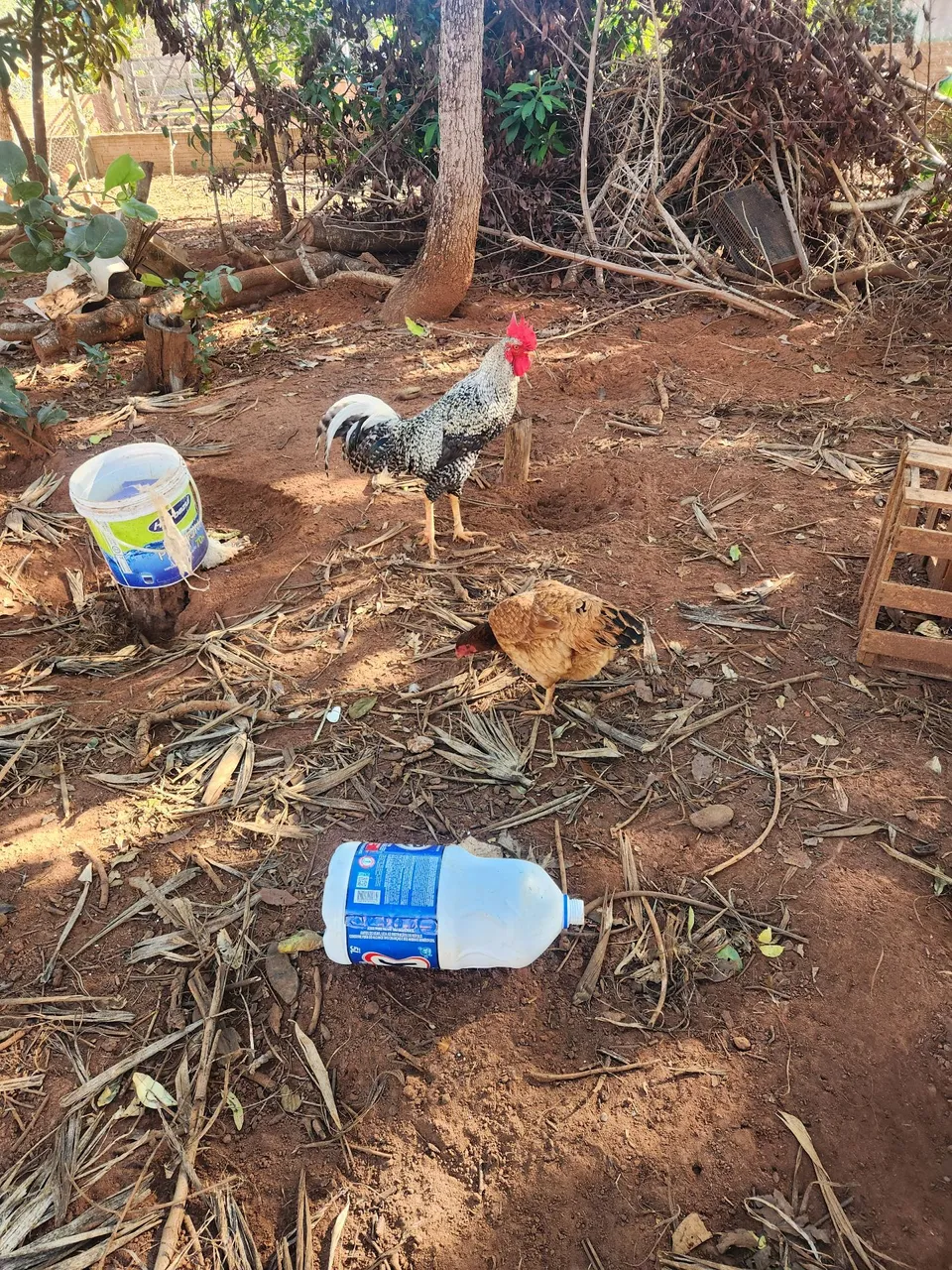 Galinhas e Galo para Criação