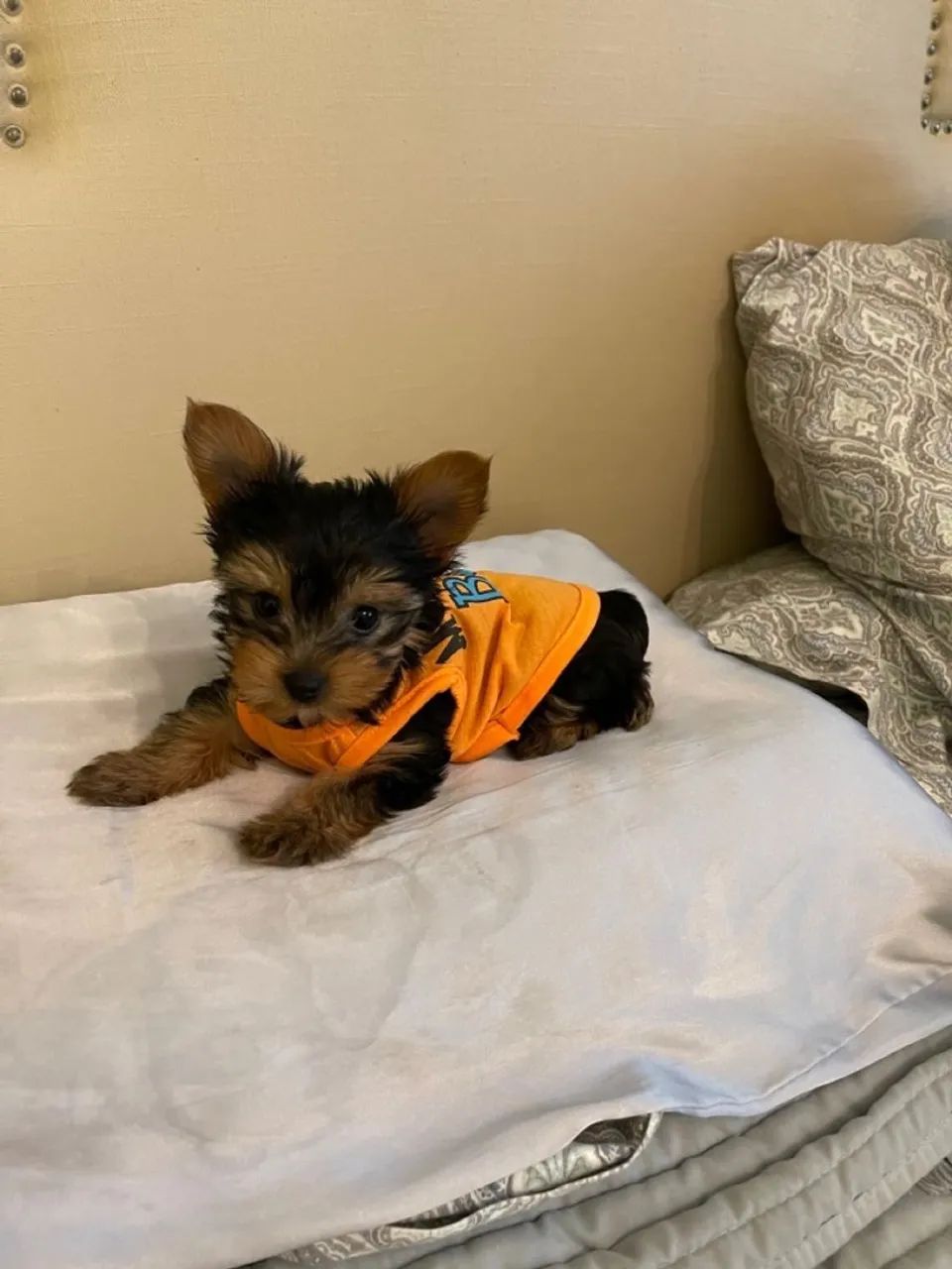 Yorkshire Terrier filhote - um amor incondicional e inexplicável 