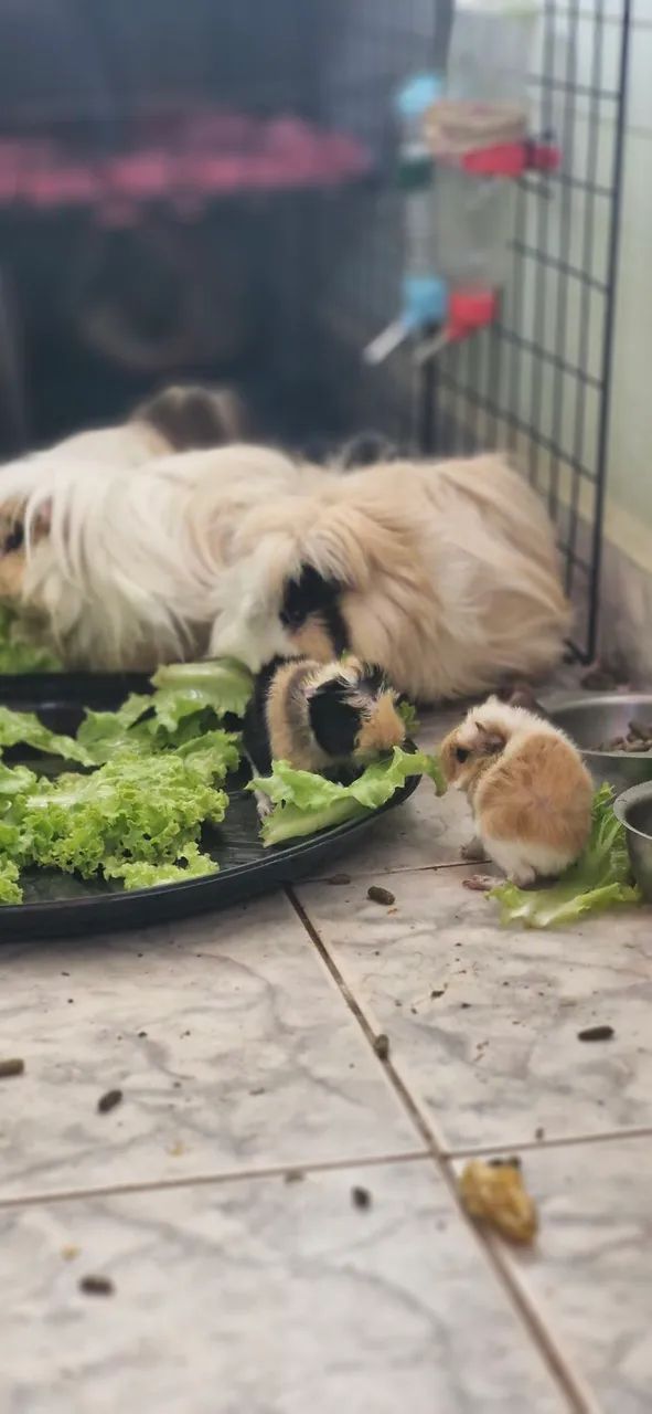 Porquinhos da índia Peruanos - Foto 4
