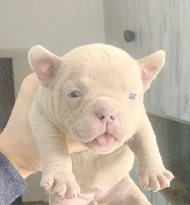 American Bully Ideal para famílias com crianças, super amorosos