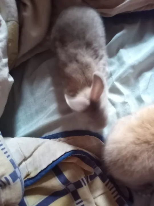 mini coelho - Foto 2