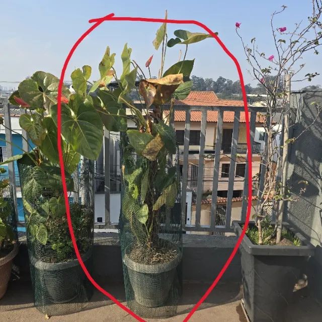 Muda Antúrio - Grande - Foto 2