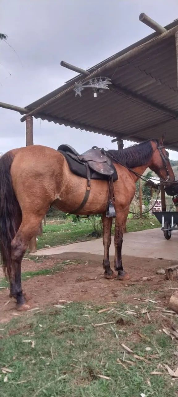 Cavalo  - Foto 2